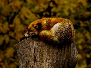 Fox Nap